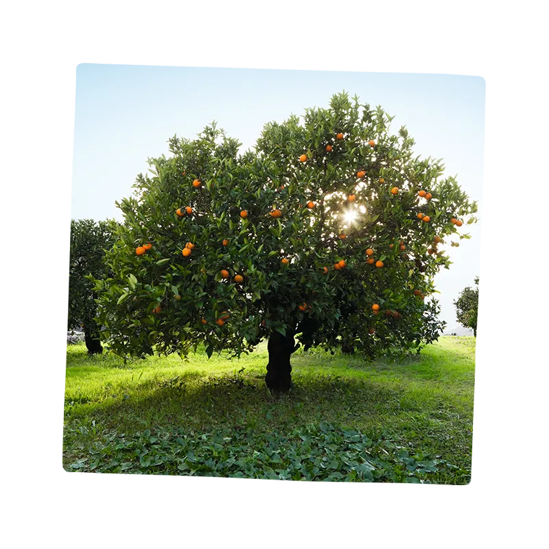 innocent orangenbaum